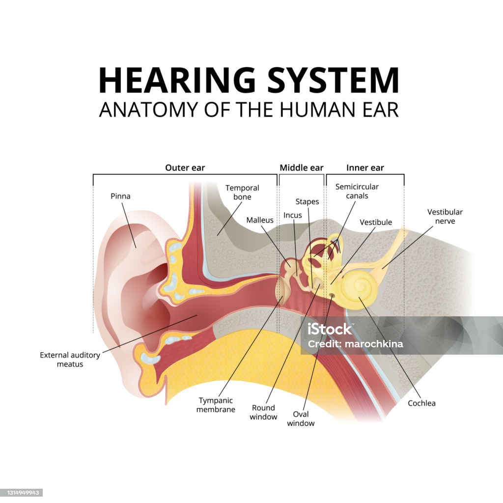 Hear system