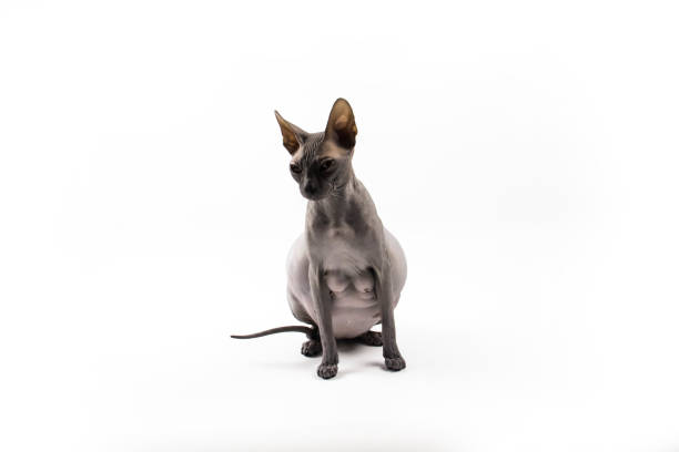 26,791 Pregnant Animal Stock Photos, Pictures & Royalty-Free Images - iStock 26,791 Pregnant Animal Stock Photos, Pictures & Royalty-Free Images - iStock