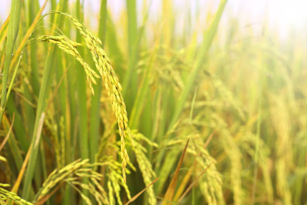 istock Close up ear of rice is growing in the rice fields with blur background. 1314950807