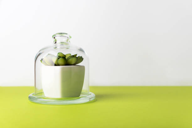 istock Succulent inside glass cover dome. World environment day or conservation concept 1314951897