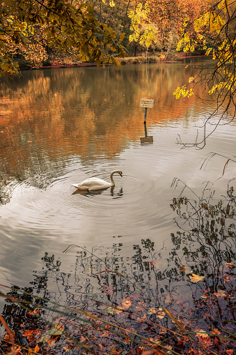 Autumnal scene with a lonely swan and ducks on a lake surrounded by yellow, orange and red leaves on trees in the Bois de Clamart forest