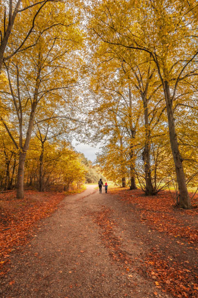 istock French forest lane during the Fall season 1314953508