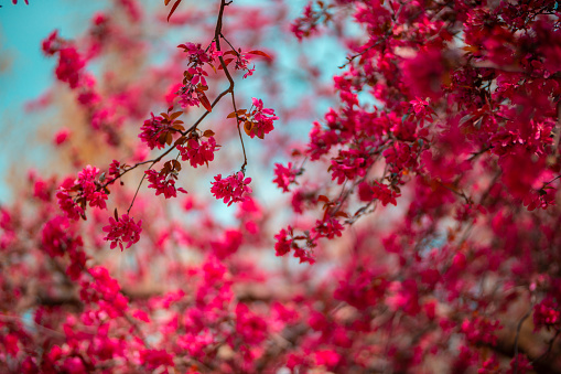 Beautiful pink tree blooming. Beautiful nature. Close up photo