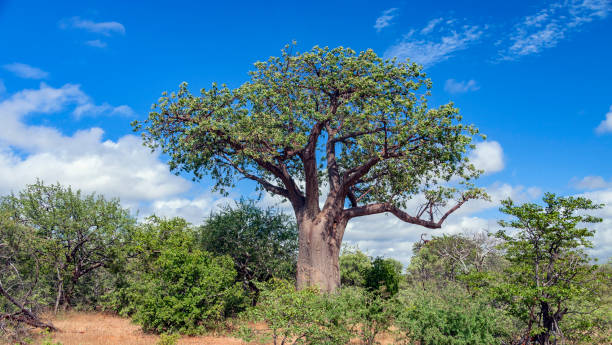 istock Typical baobab against the blue sky in the African bush. 1314954387