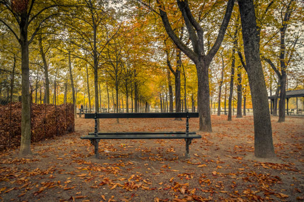 istock Lonely bench under trees during an Autumn in Paris 1314954869