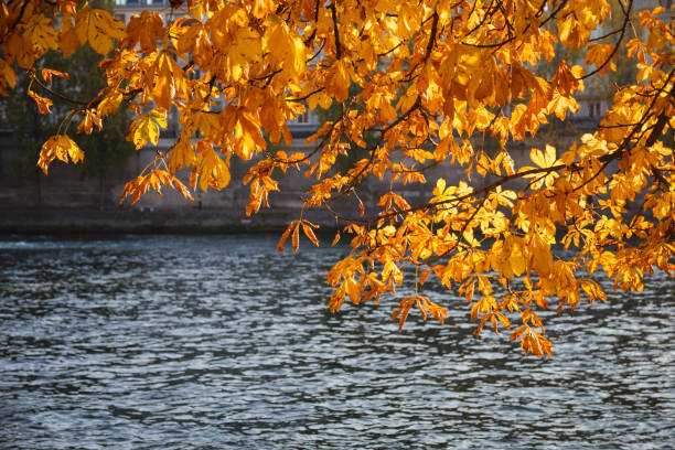 istock Orange leaves during an autumn day in paris 1314954881