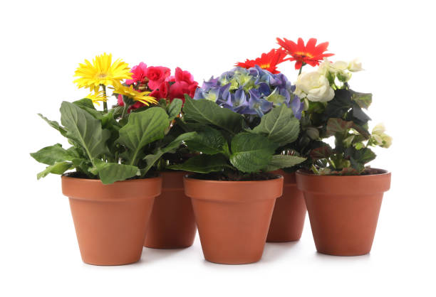 istock Different beautiful blooming plants in flower pots on white background 1314955065