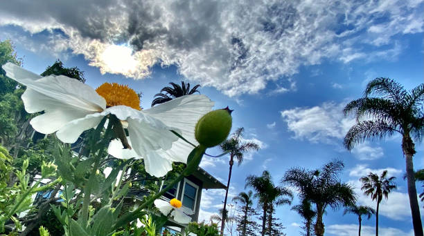 white romneya coulteri flower beside the palms / the coulter's matilija poppy / california tree poppy - oriental poppy fotos imagens e fotografias de stock