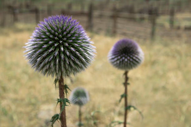 Purple Thistle flower