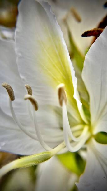один белый цветок дерева mokryeon - крупным планом / kobus магнолия / кобуши магнолия / магнолия кобус - magnolia southern usa white flower стоковые фото и изображения