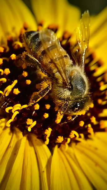 istock macro photography - western honey bee at work / apis mellifera 1314956617