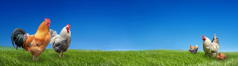 Poultry farm chickens on green grass and blue sky background