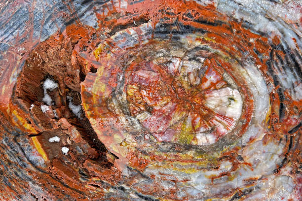 istock Petrified Wood Detail 1314959134