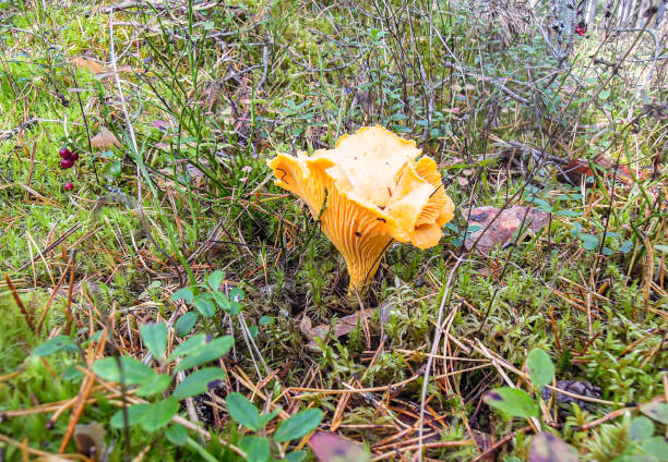 istock Yellow Chanterelle mushroom growing among green grass 1314961982
