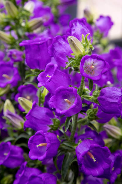 lila glockenblumen - wildflower lush foliage outdoors campanula stock-fotos und bilder