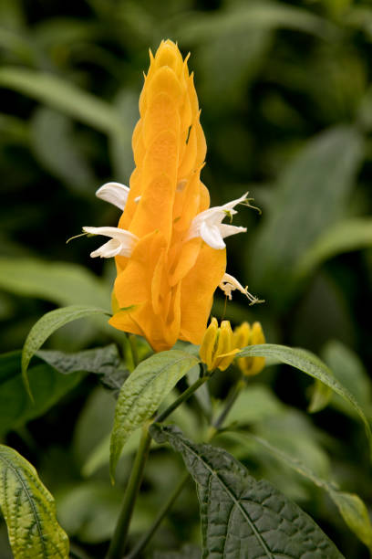 Yellow Lollipop Plant in bloom Beautiful Springs blooms. Yellow Lollipop Plant AKA / Pachystachys Lutea pachystachys lutea stock pictures, royalty-free photos & images