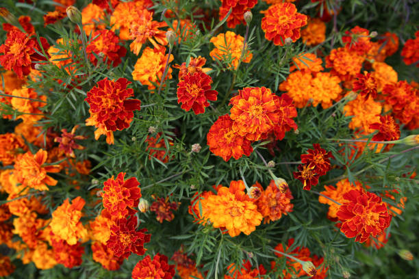top view on marigolds, tagetes erecta, mexican marigold, aztec marigold, african marigold, in the garden on a flower bed. - erecta imagens e fotografias de stock