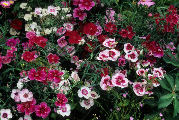 nelken - blume dianthus - caryophyllaceae stock-fotos und bilder