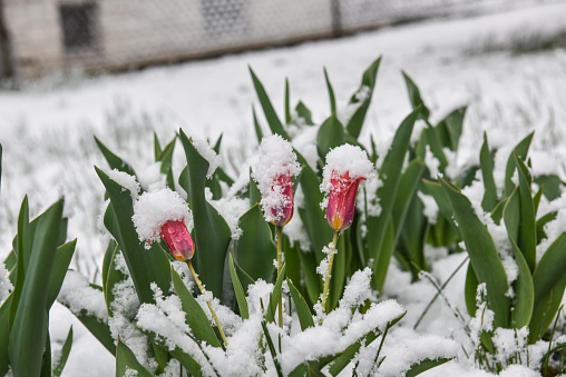 Tulips