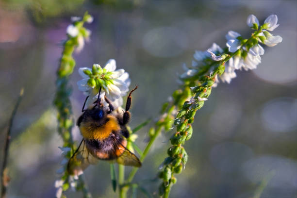 istock Bumblebee collects nectar on a flower. Bumblebee collects nectar from a flower. 1314966114