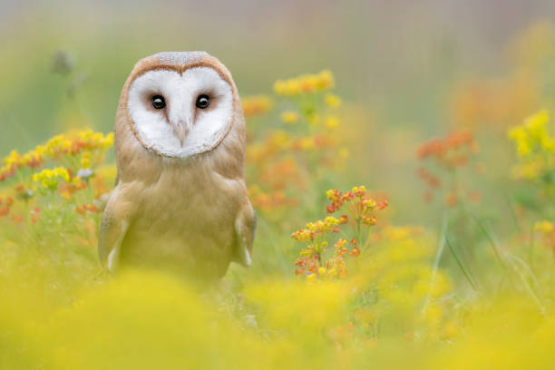 istock The wonderful Barn owl (Tyto alba) 1314968633