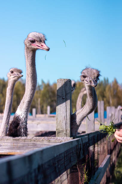 istock Ostrich on the farm eating grass 1314968658