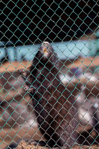 istock A farm animal in a cage 1314968693