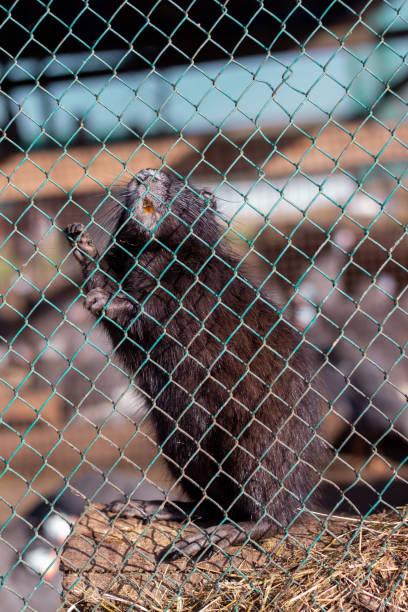 istock A farm animal in a cage 1314968702