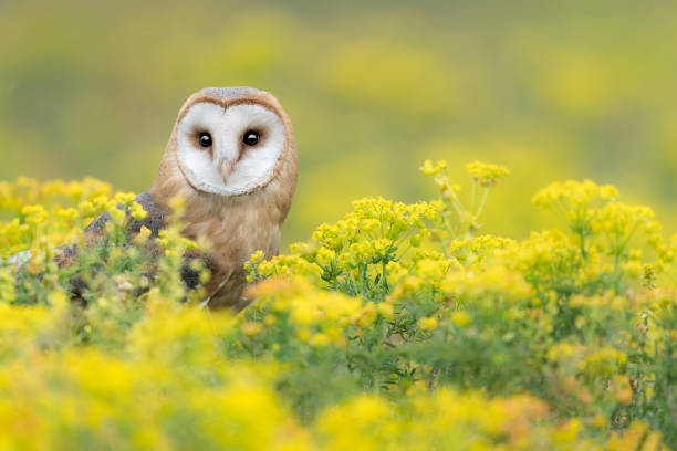 istock Barn owl at hunt wrapped by flowers (Tyto alba) 1314968734