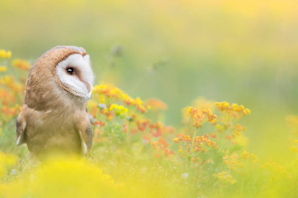 istock Fine art portrait of Barn owl (Tyto alba) 1314968751
