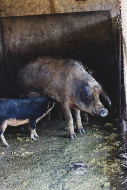 istock A pig and piglets on a farm 1314969467