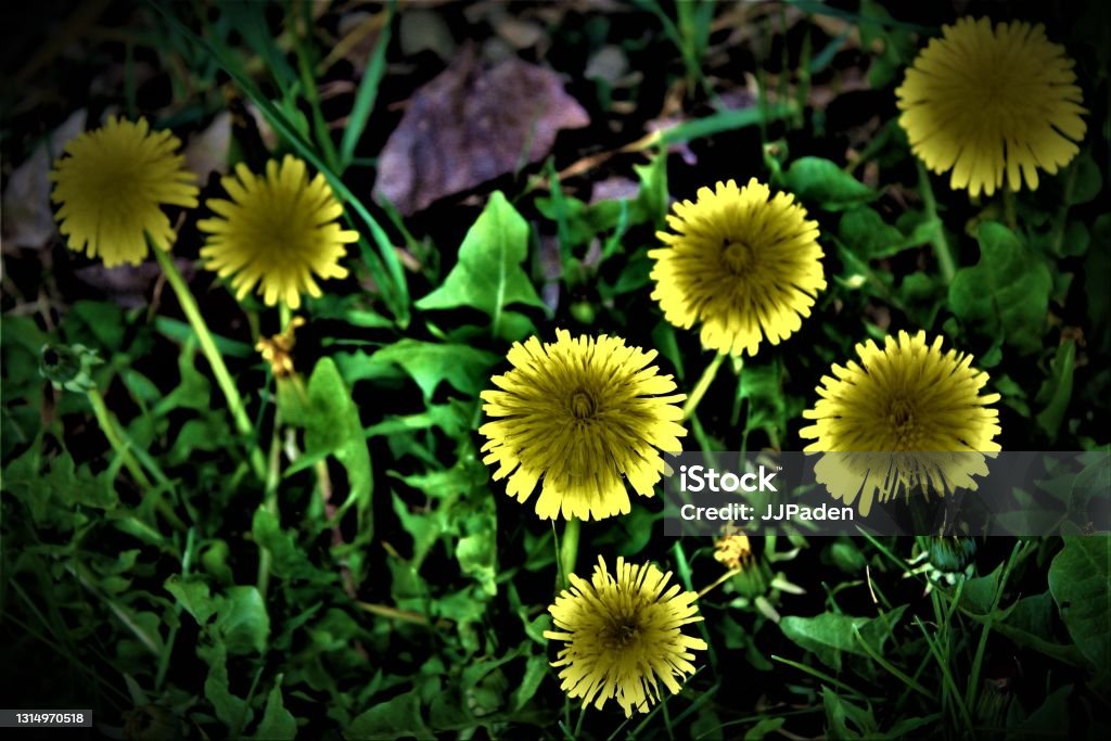 Royalty Free Photograph - Engaging Dandelion Background Photo - Close Up View of 7 Blooming Dandelions - Weeds or Flowers it all Your Perspective - The Bees Love 'Em Yard Owners Not So Much - Unique Image of a Common Weed in the Backyard - Dandelions Yep Artistic Interpretation of the Yellow Dandelion Blossoms - Engaging Flower Art Backgrounds for Website, Blog, or Advertising Image - To Kill Them or Keep Them in the Yard is the Burning Question for the Homeowner's Dilemma - Close Up Look at the Beauty of the Common Dandelion in Bloom - Nectar for the Honey Bees Advertisement Stock Photo
