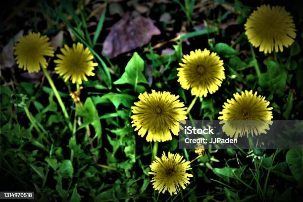 Royalty Free Photograph Engaging Dandelion Background Photo Close Up View Of 7 Blooming Dandelions Weeds Or Flowers It All Your Perspective The Bees Love Em Yard Owners Not So Much Unique Image Of A Common Weed In The Backyard Dandelions Yep Stock Photo - Download Image Now