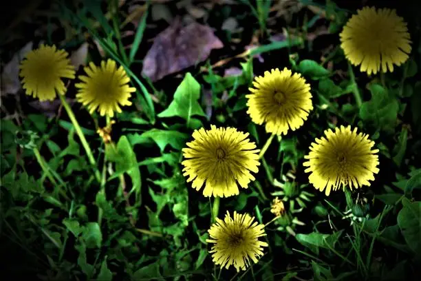 Photo of Royalty Free Photograph - Engaging Dandelion Background Photo - Close Up View of 7 Blooming Dandelions - Weeds or Flowers it all Your Perspective - The Bees Love 'Em Yard Owners Not So Much - Unique Image of a Common Weed in the Backyard - Dandelions Yep