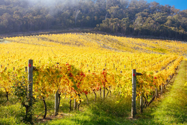 istock Yarra Valley Vineyard and Landscape in Australia 1314970725