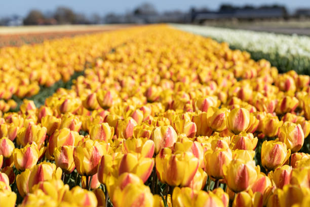 istock Blooming yellow tulip fields. Floral spring background. 1314971858