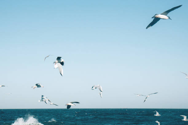 istock Many seagulls hover in the blue bright sky. Skyline background 1314971933