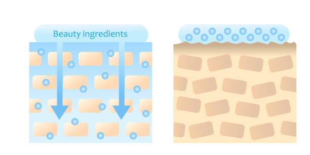 ilustrações, clipart, desenhos animados e ícones de ingredientes de beleza são absorvidos em ilustração da pele. conceito de beleza e cuidados com a pele - penetrating