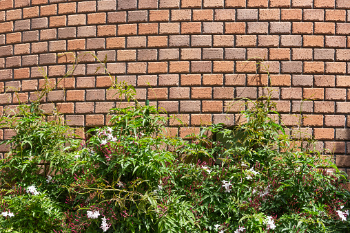 Brick architecture and plants. Jasmine flowers are in bloom.