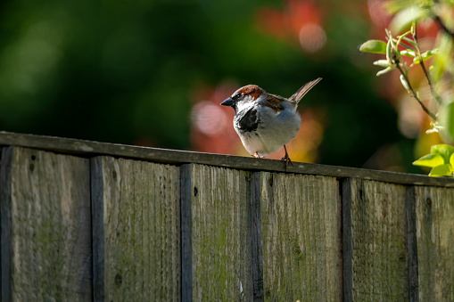 Male House Sparrow on a garden fence in bright morning sunlight.