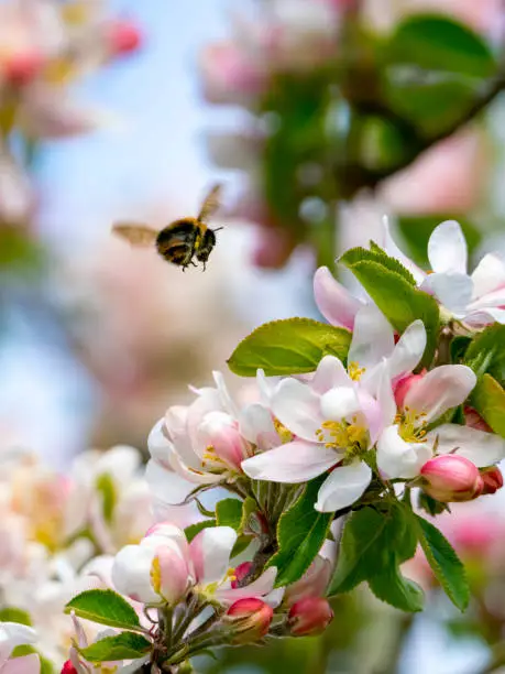 A bumble bee flying over apple blossom on a bright spring morning.