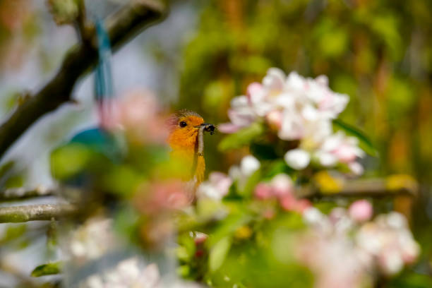 istock European Robin with food on a branch 1314976805