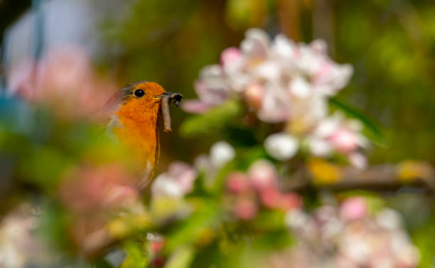 istock European Robin with food on a branch 1314976951