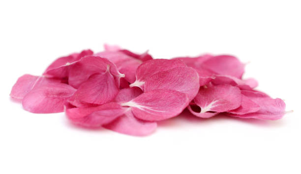 Beautiful peach flower petals on white background