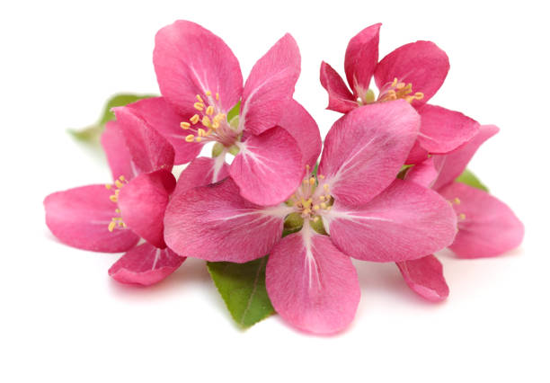 istock Beautiful peach blossom isolated on white. Spring season 1314978402