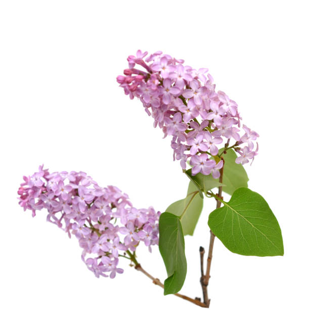 istock Spring lilac flower isolated on white background 1314978431