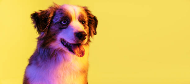 istock Close-up Australian Shepherd dog isolated over gradient background in neon. 1314979586