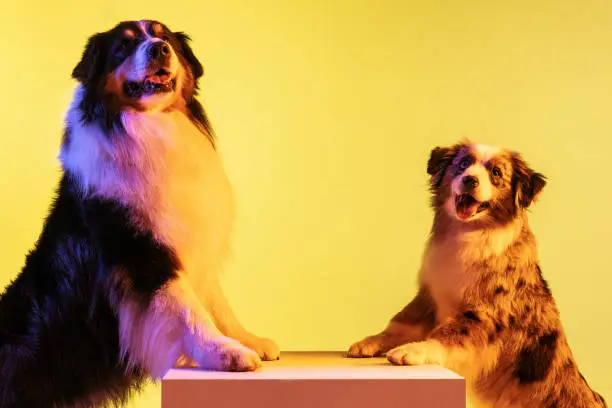 Photo of Two cute Australian Shepherd dogs isolated over gradient background in neon.