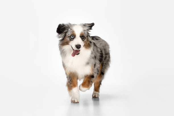istock Cute happy Australian Shepherd dog running isolated over white background. 1314979613