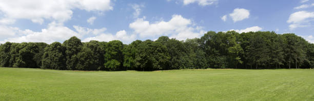 Very high definition Treeline with a colorful blue sky